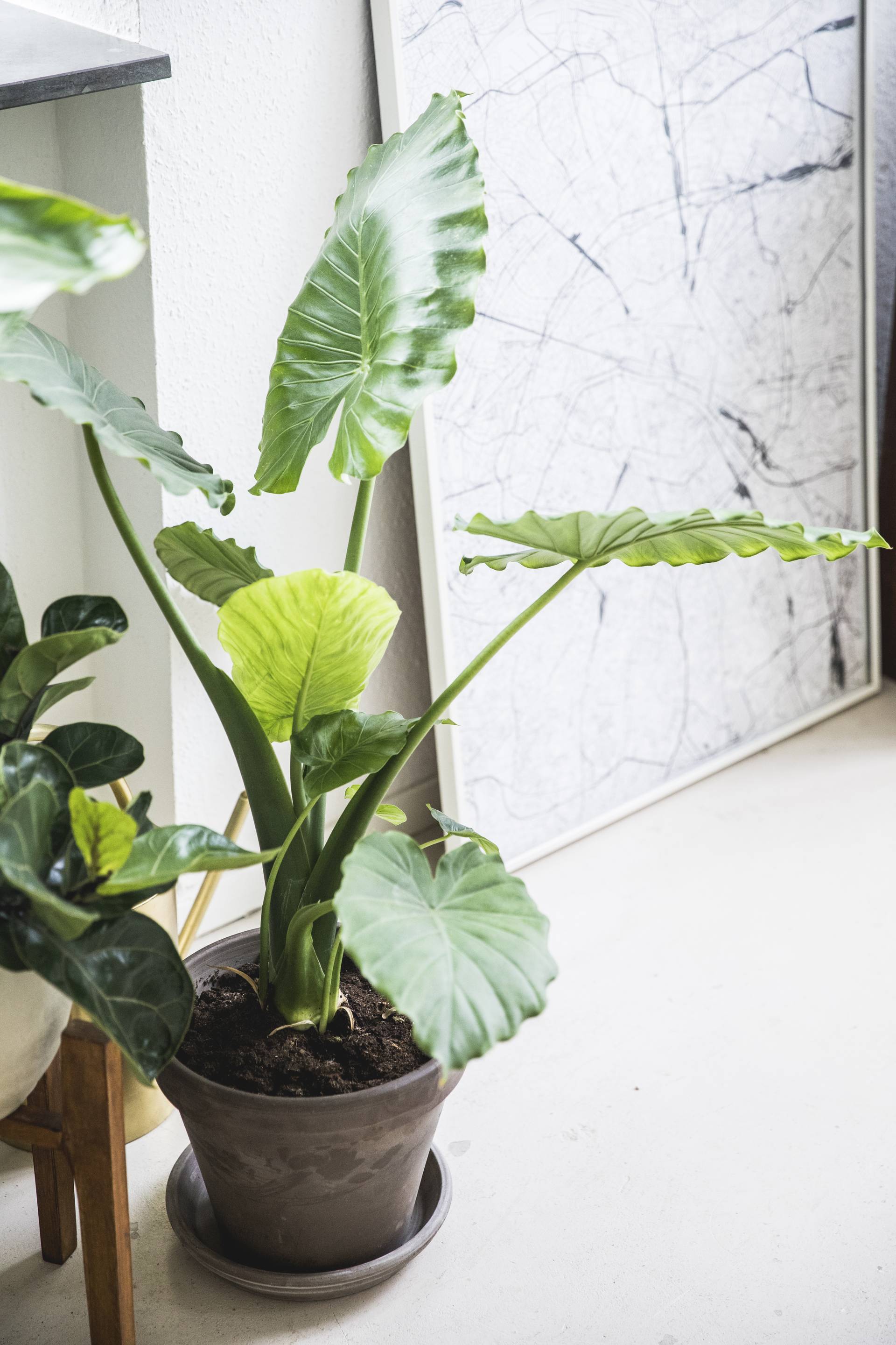 Alocasia in pot