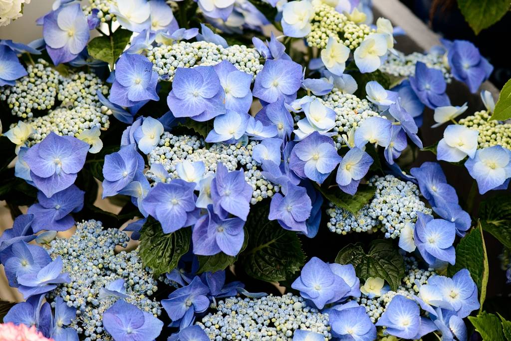 Blauwe hortensia