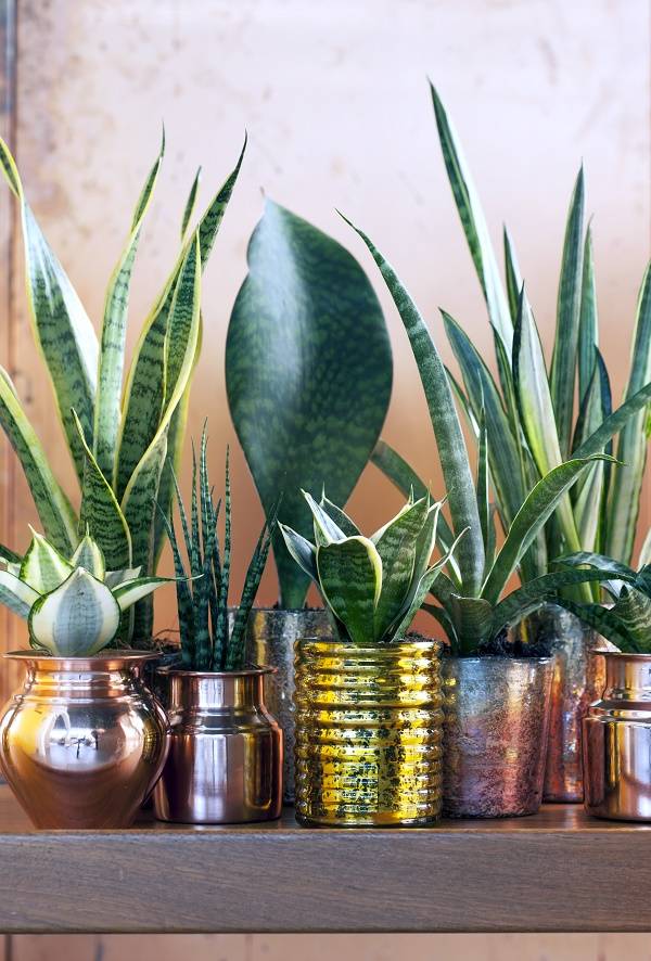Sansevieria's in pot