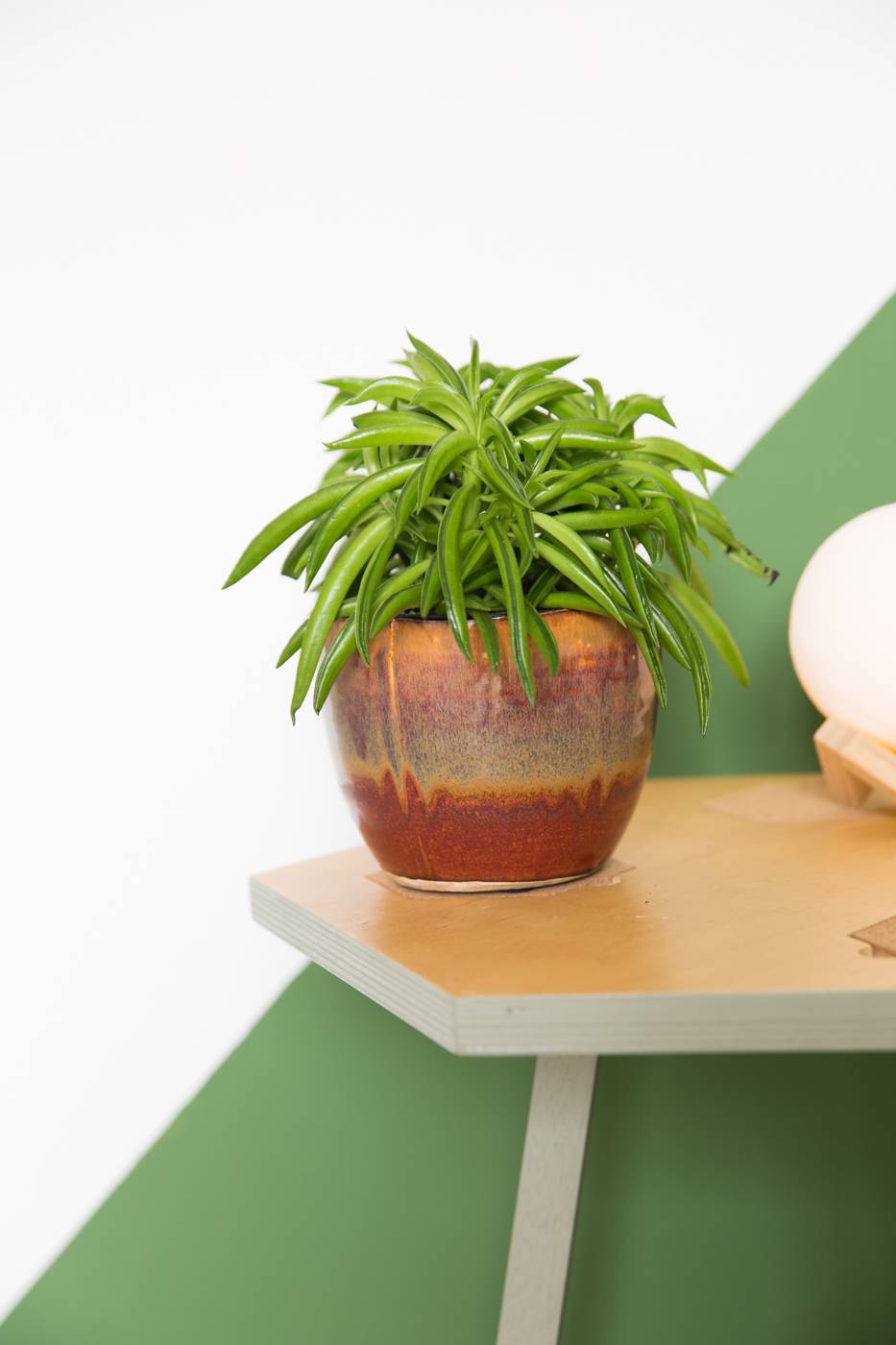 Zwergpfeffer - Plants & Flowers Foundation