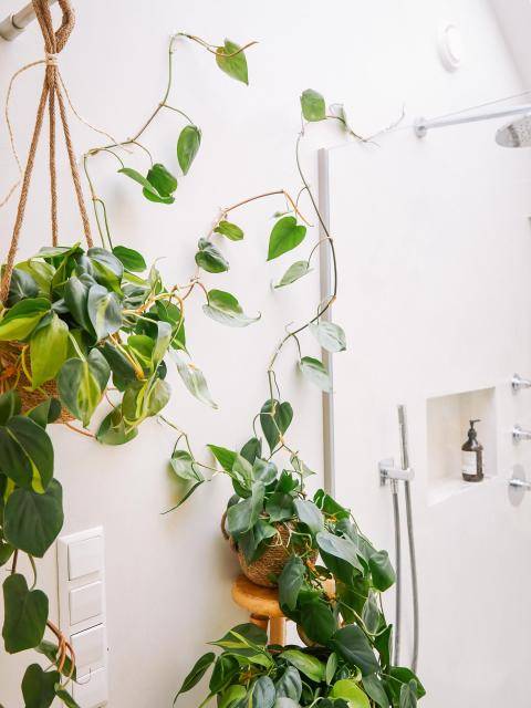 Philodendron Scandens