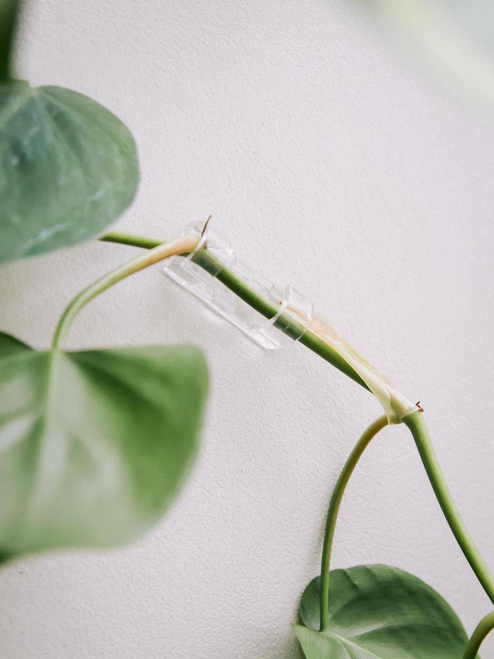 ONLINE_Grow_to_the_light1C9A6226