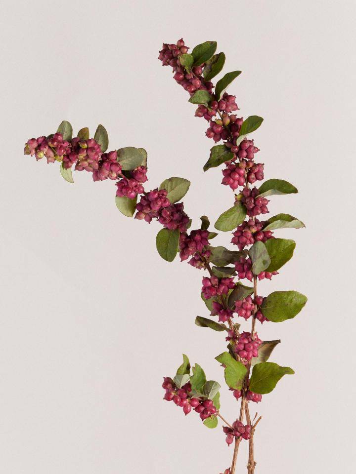 Sneeuwbes flowerguide bloemengids