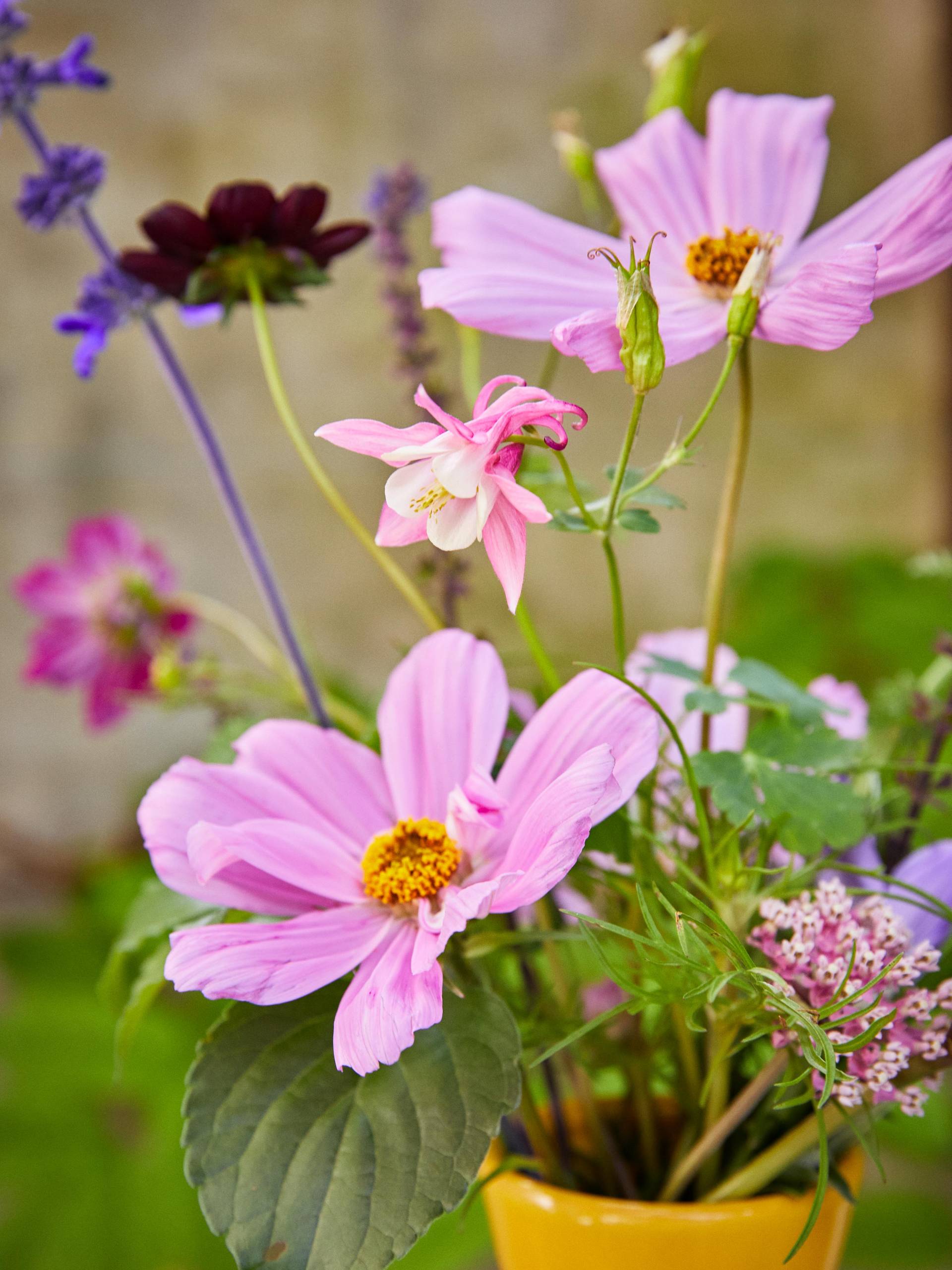 ONLINE_garden&cutflowers__C9A8484brightbreezy_