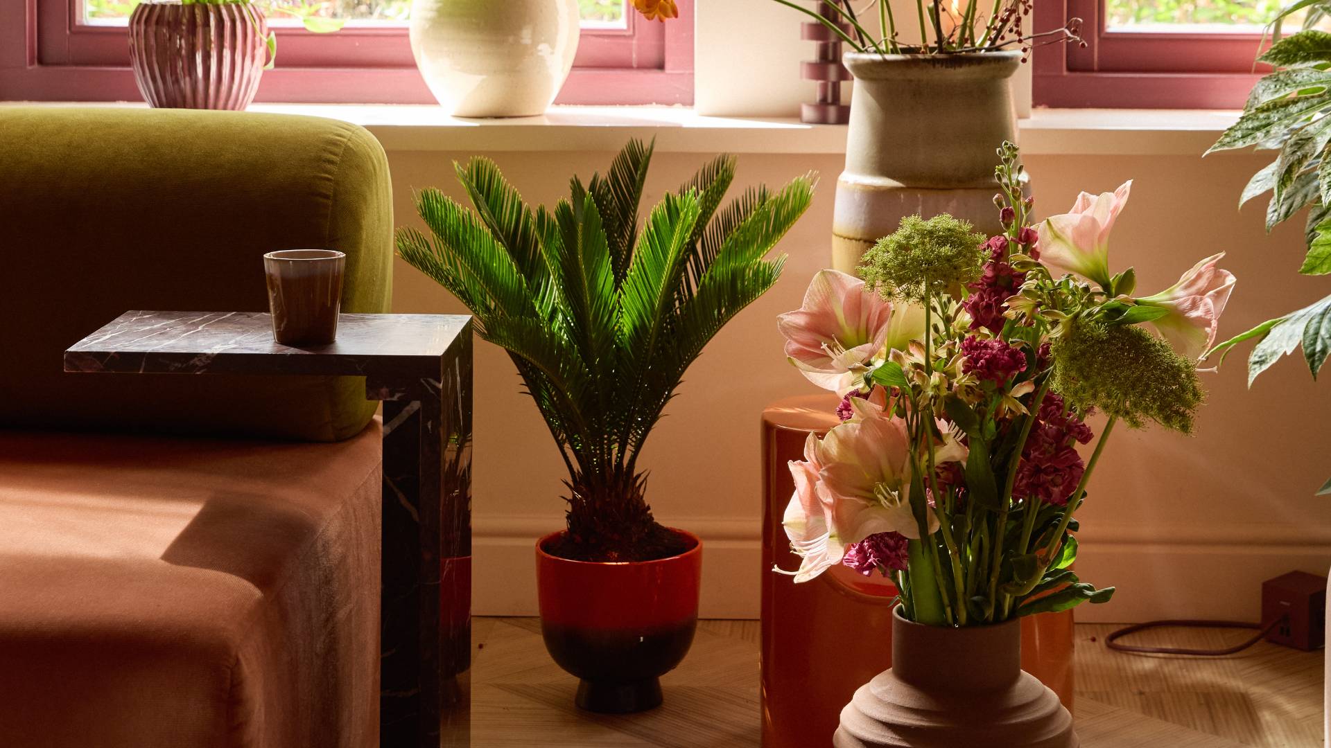 Cycas