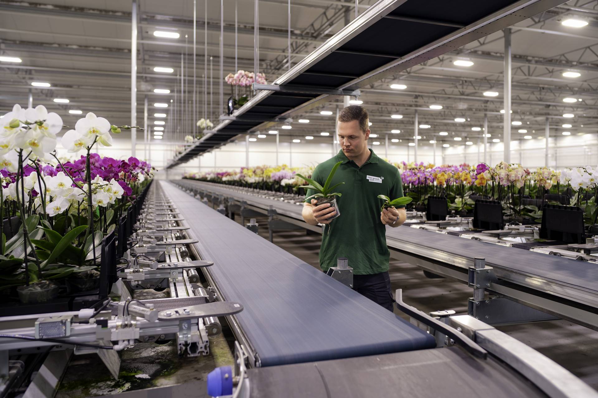 Kijkje in de kas van Orchideeënkwekerij Opti-flor, kweker Jesse met orchidee