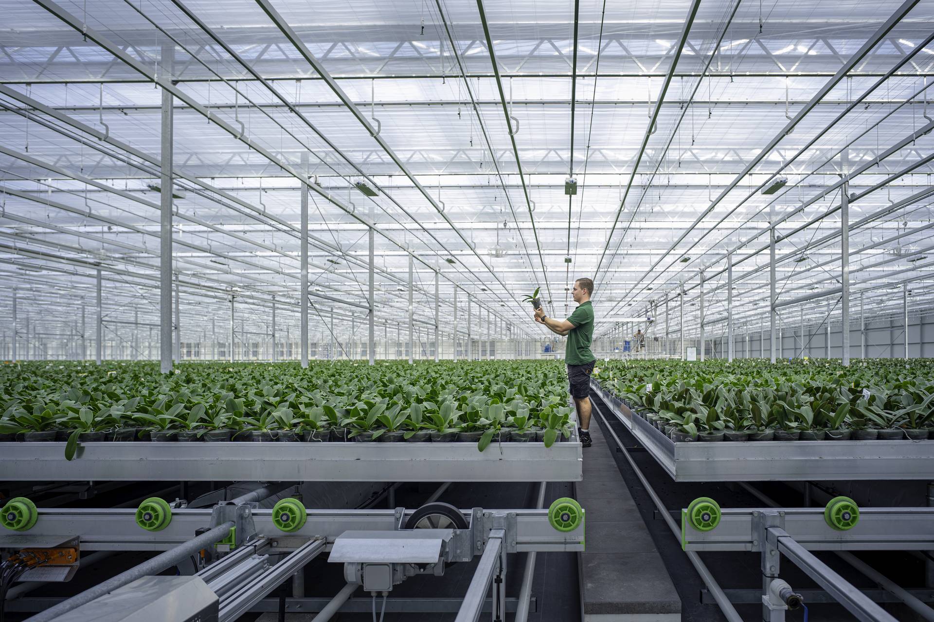 Kweker Jesse van Kwekerij Opti-flor in de kas vol groeiende orchideeën