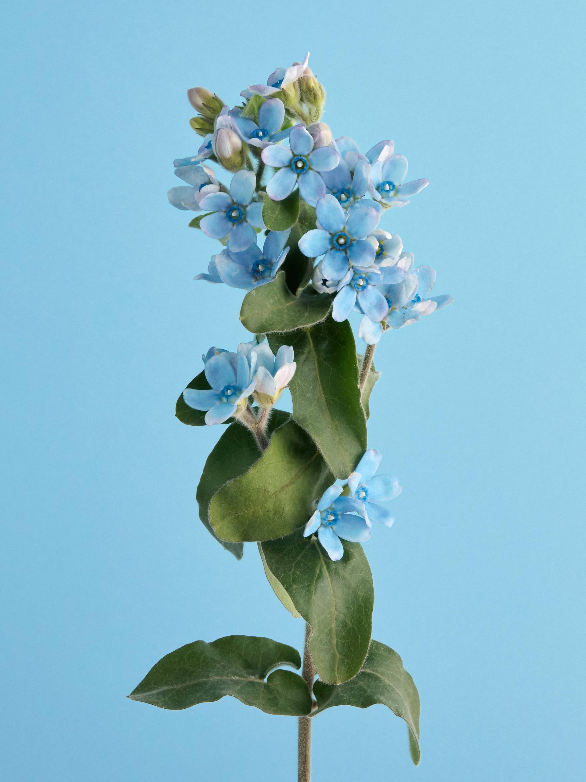 Oxypetalum-blauw