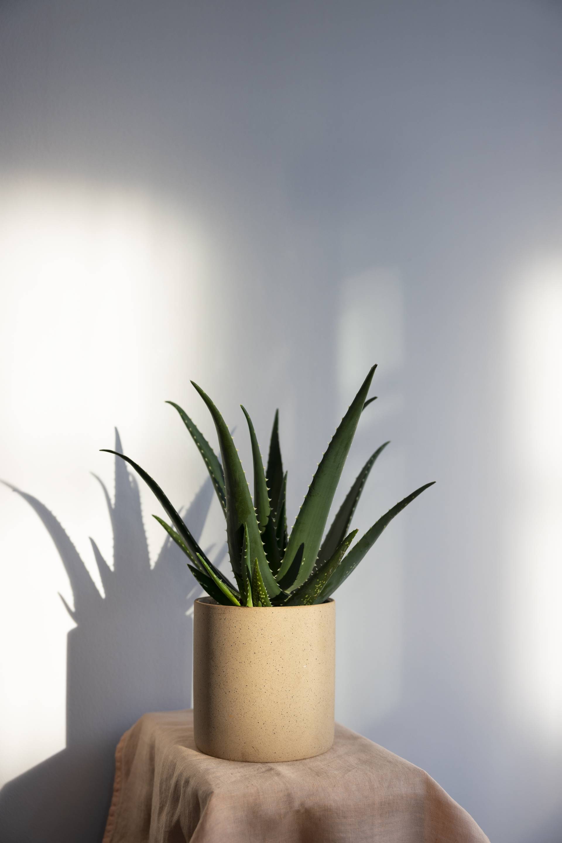 PASEN_aloevera_4 copy