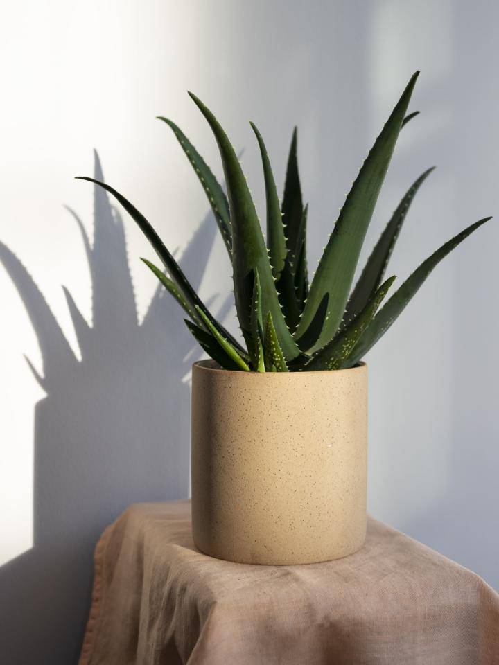 PASEN_aloevera_4 copy