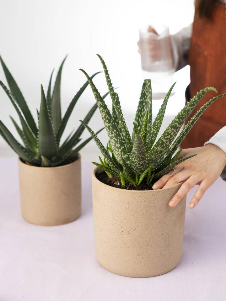 edeka aloe vera pflanze Aloe vera (Echte Aloe) kaufen main image 1