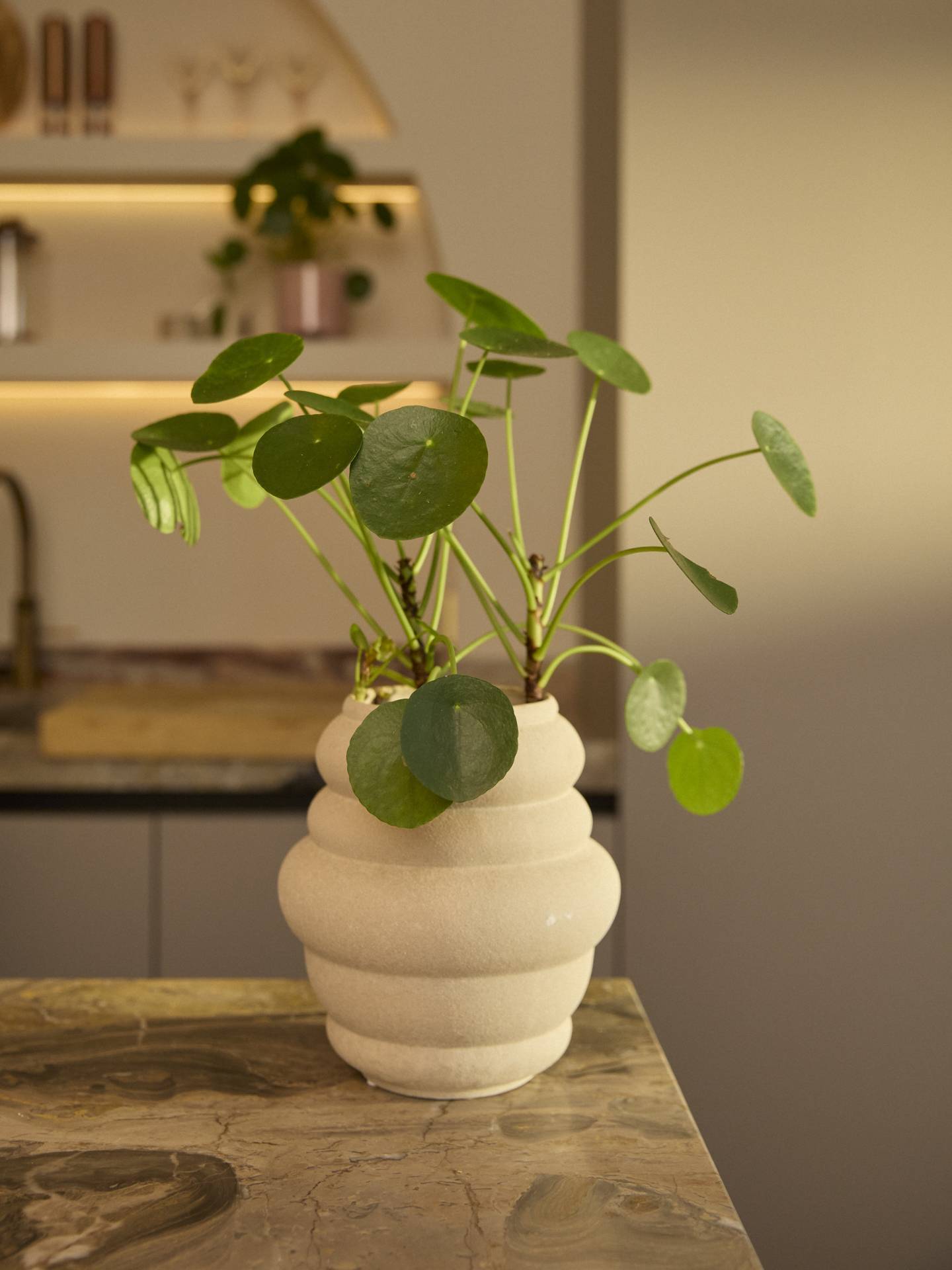 Pannenkoekenplant