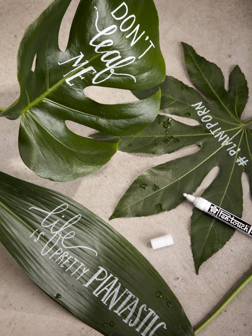 Pflanzenblätter beschriften - Pflanzenfreude.de - aaf83a85-272b-42c0-8a83-01686410cd6f