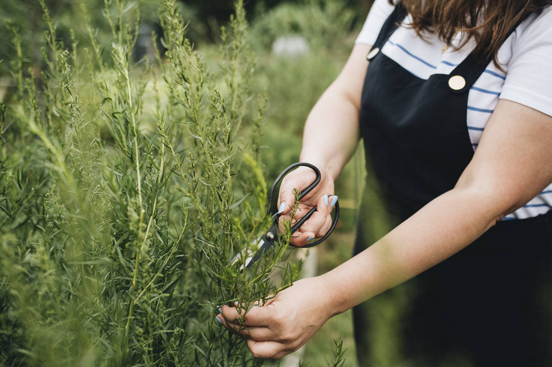 Persoon in tuin knipt rozemarijn met schaar, draagt zwart schort en gestreept shirt.