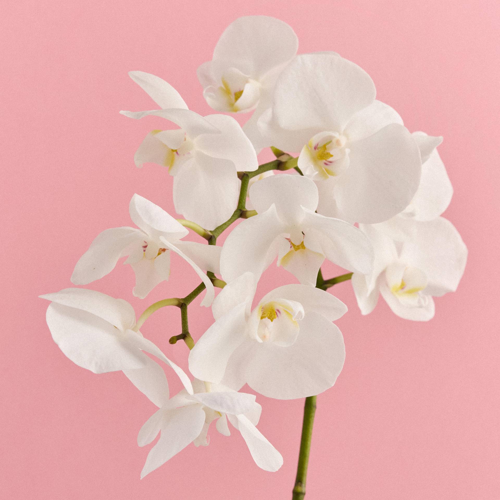 Phaeleonopsis-20251401_Flower Agenda BBH6514 1