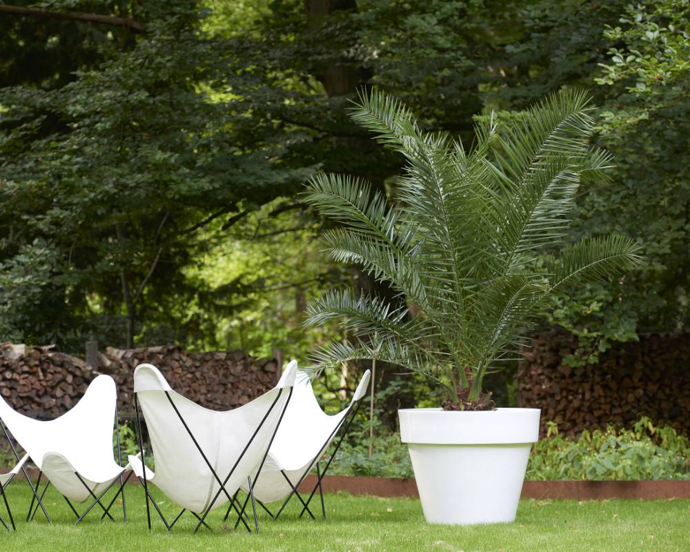 Phoenix Mooiwatplantendoen.nl - f2f09cdc-b881-4ff1-b9d8-2ffd3b4f2b72