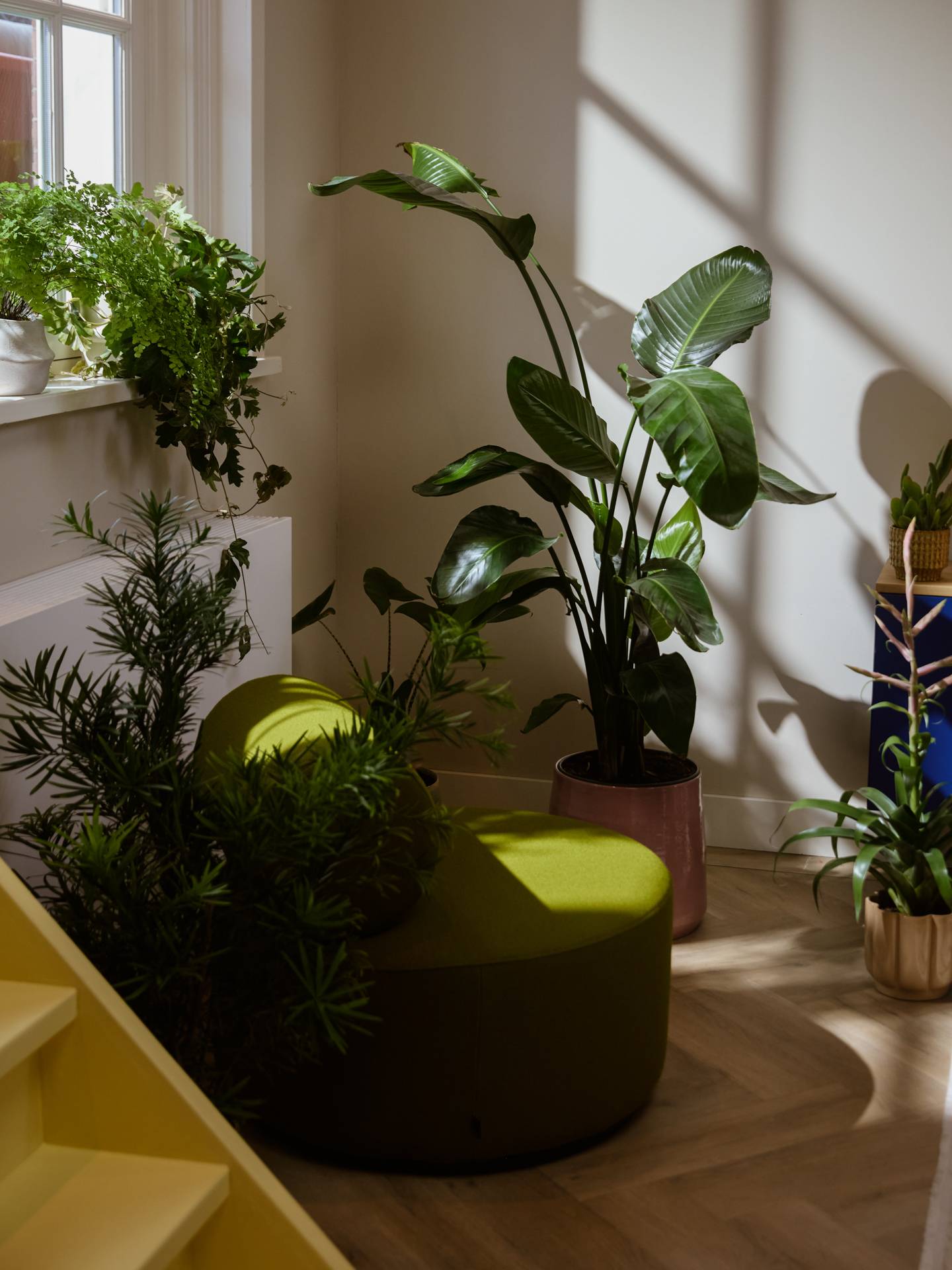 verschillende kamerplanten bij elkaar