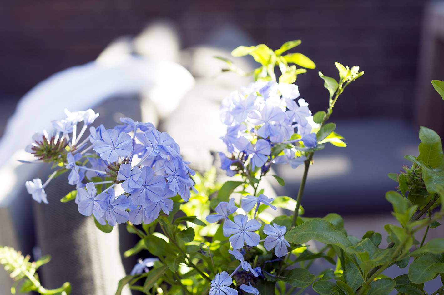 Plumbago