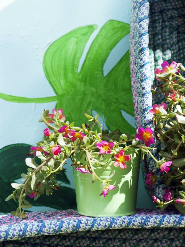 Portulakröschen Pflanzenfreude.de - de5f5320-3287-4705-8504-1be322828d48