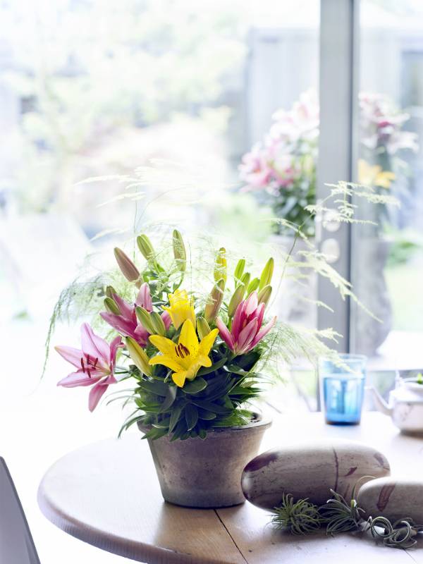 Potlelie Mooiwatplantendoen.nl - 2c50363f-6d78-429f-a02a-19485c6864bb