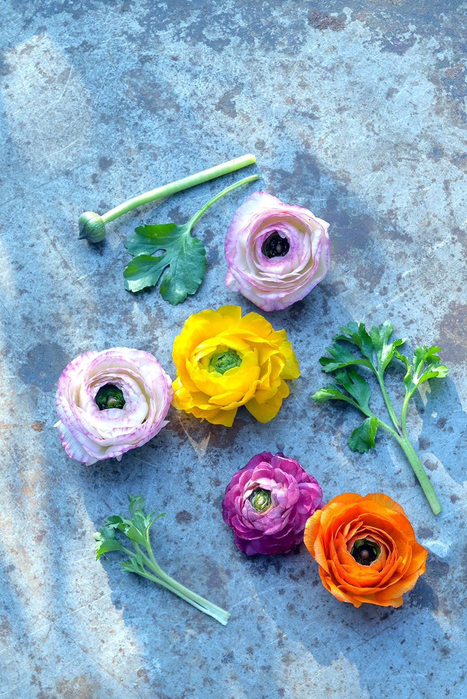 Ranunculus Thejoyofplants.co.uk - 903aa6b1-2617-40f1-ad03-ffdf3b87aca1