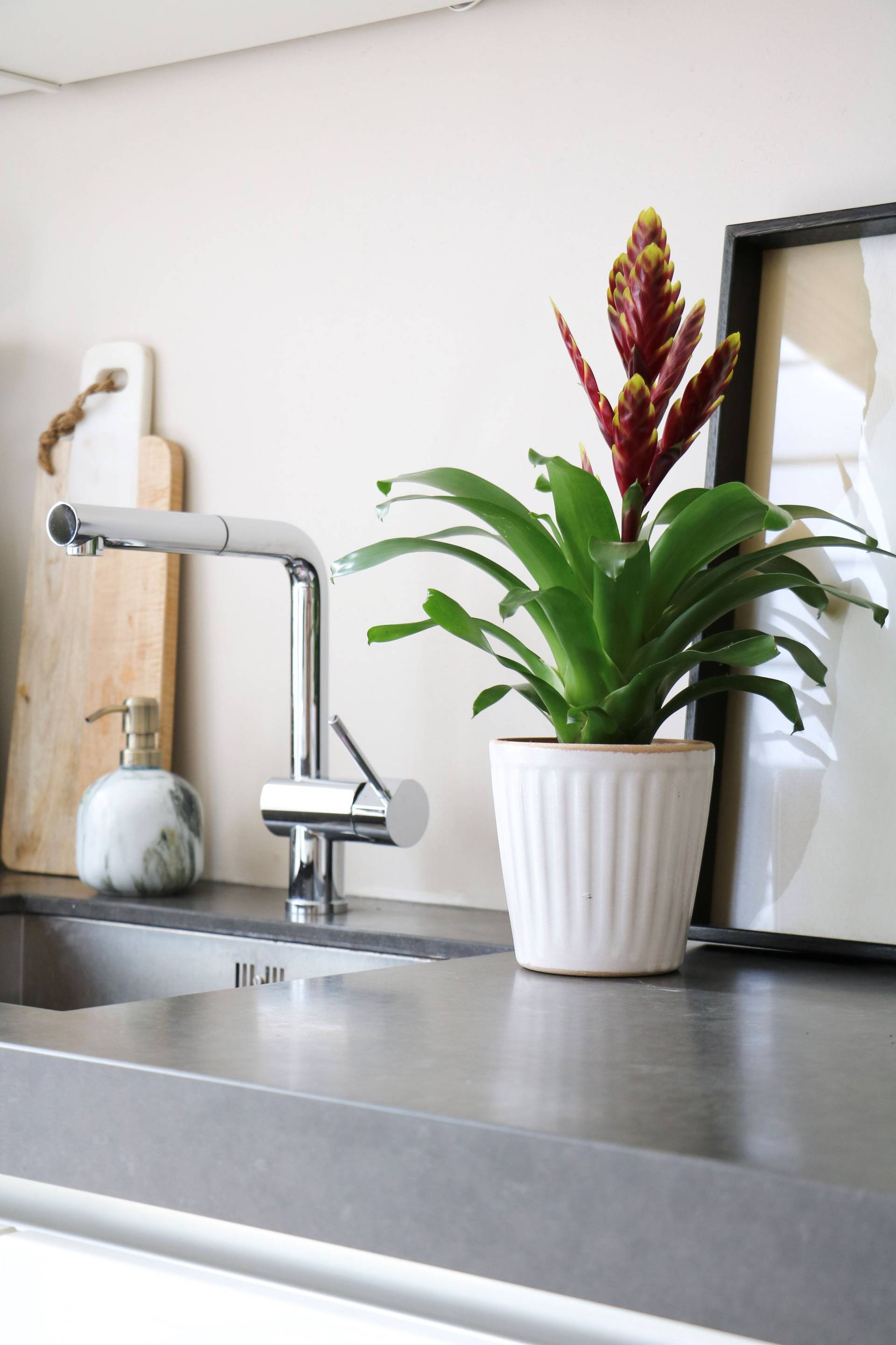 bromelia vriesea in de keuken