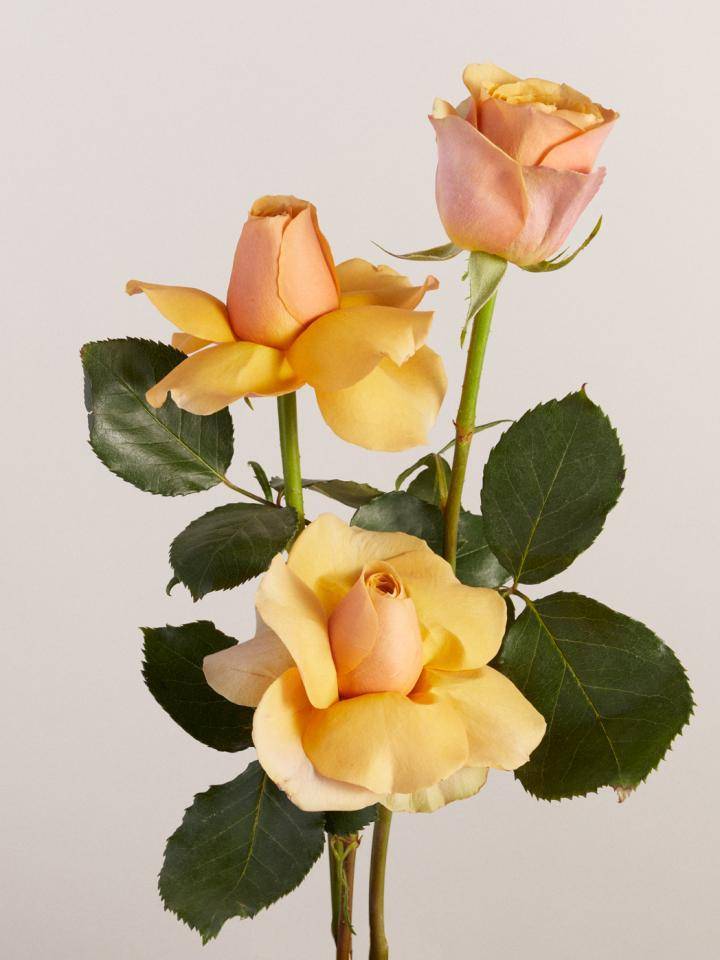 roos bloem oranje