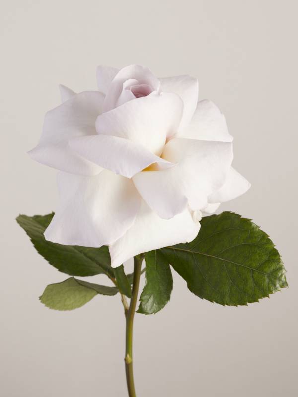 Rose blanche
