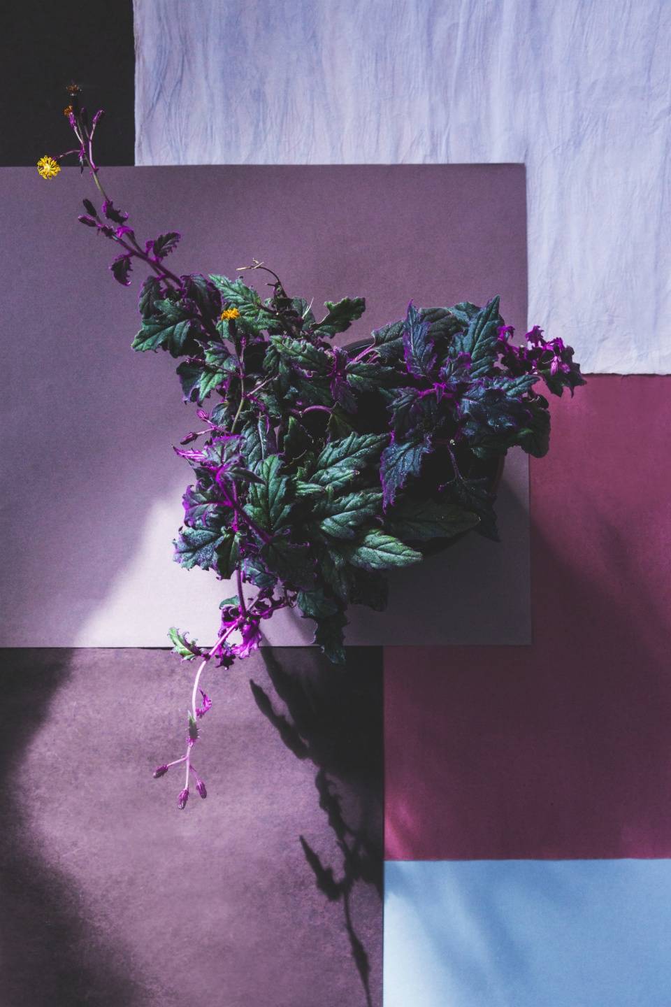 SAMTPFLANZE Pflanzenfreude.de - 72253691-82e1-4fbe-b033-88b6451602e6