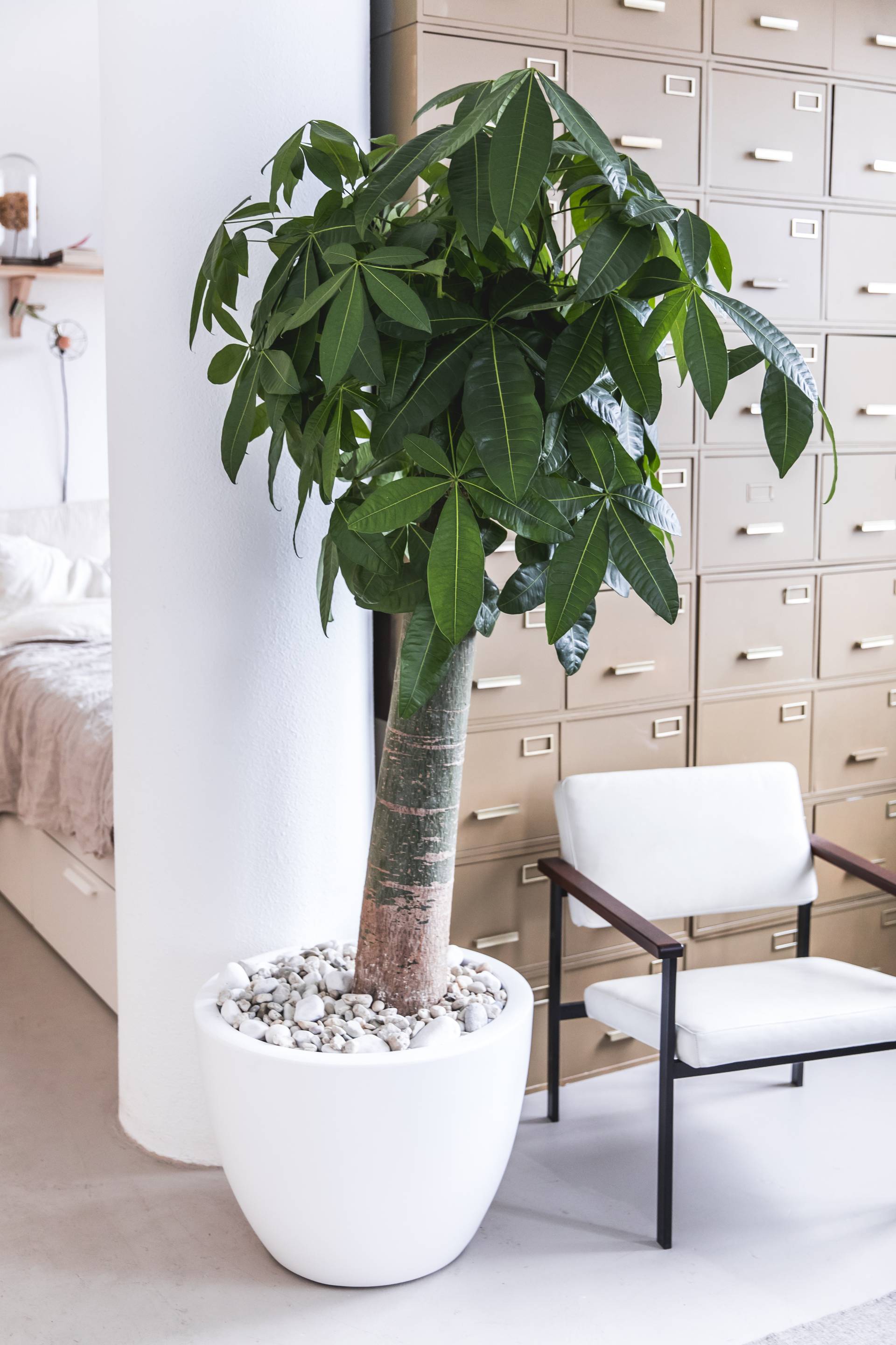Retro-Zimmerpflanzen als Geschenk: Golden Oldies zur Einweihungsparty -  Plants & Flowers Foundation