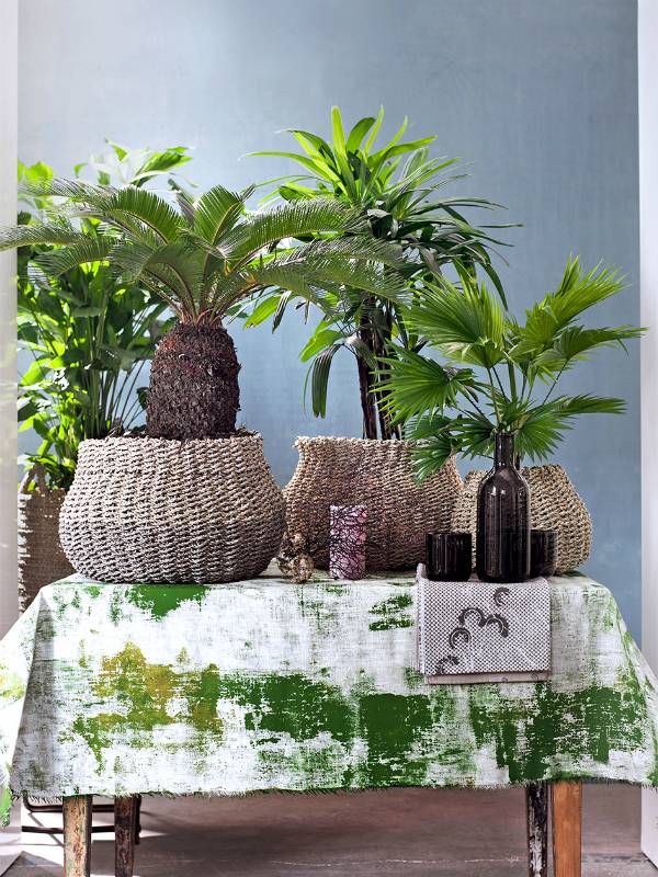 Sagopalmfarn – Pflanzenfreude.de - ffc36658-ca68-4c13-80ce-8e90a9d74783