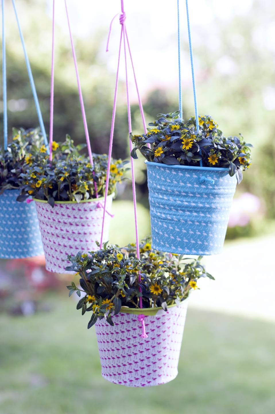 Sanvitalia - Huzarenknoop - Mooiwatplantendoen.nl - 7d06f73e-3720-4bea-9d1f-60a3e7444601