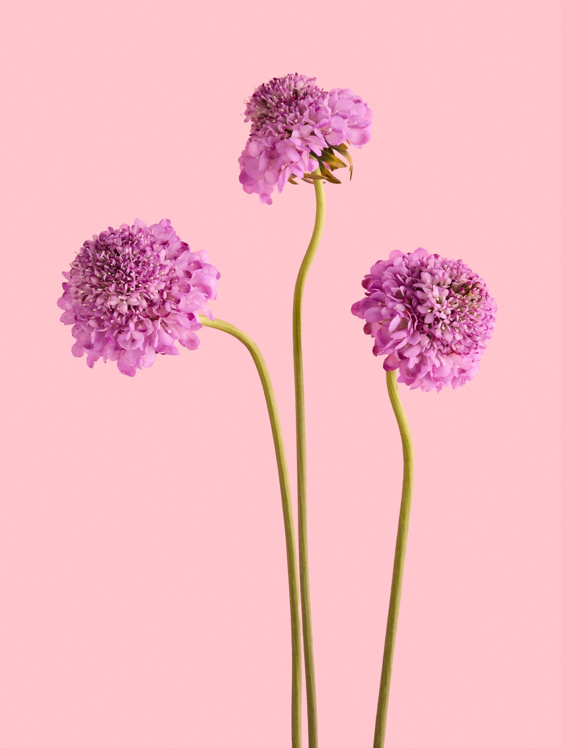 Scabiosa-paars.original