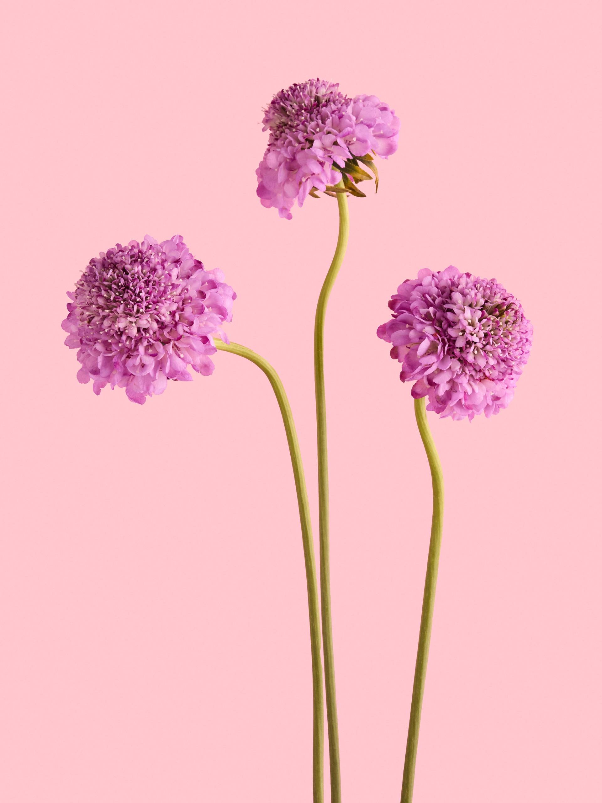 Scabiosa-paars