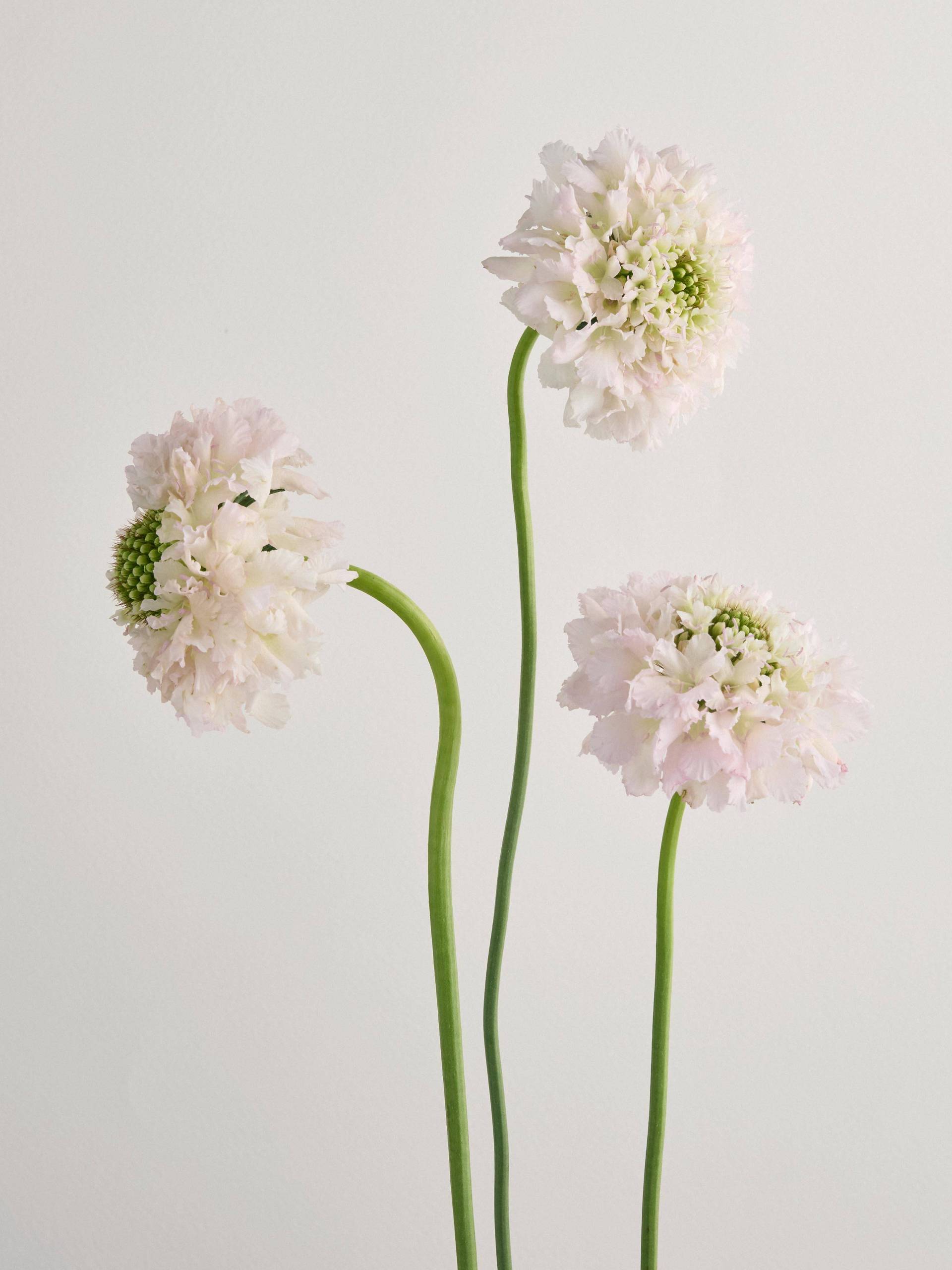 Scabiosa-roze.original