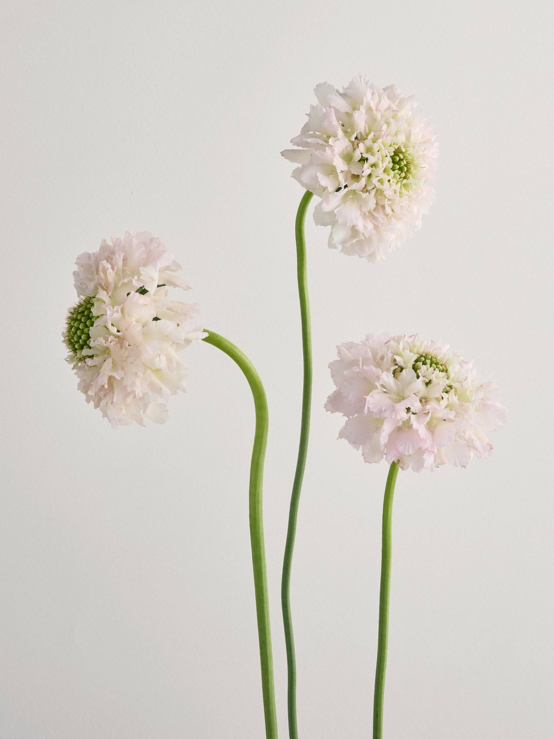 Scabiosa-roze