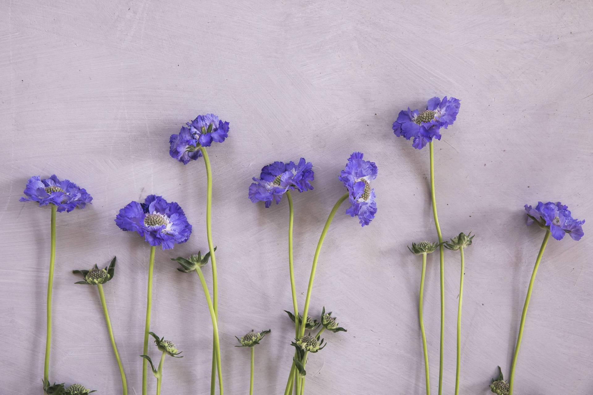 Scabiosa_4.original