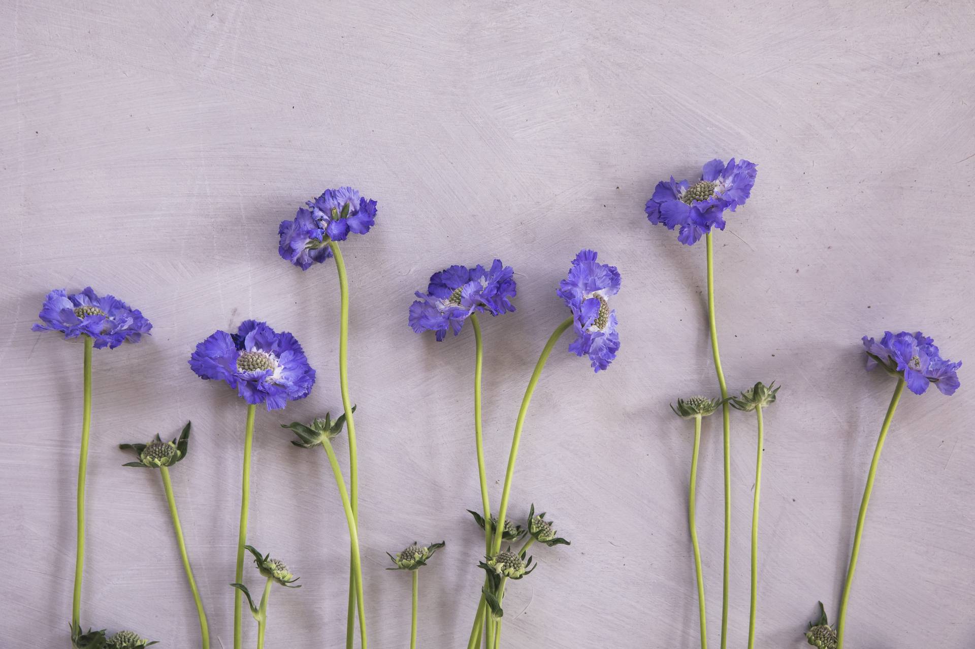 Scabiosa (4)