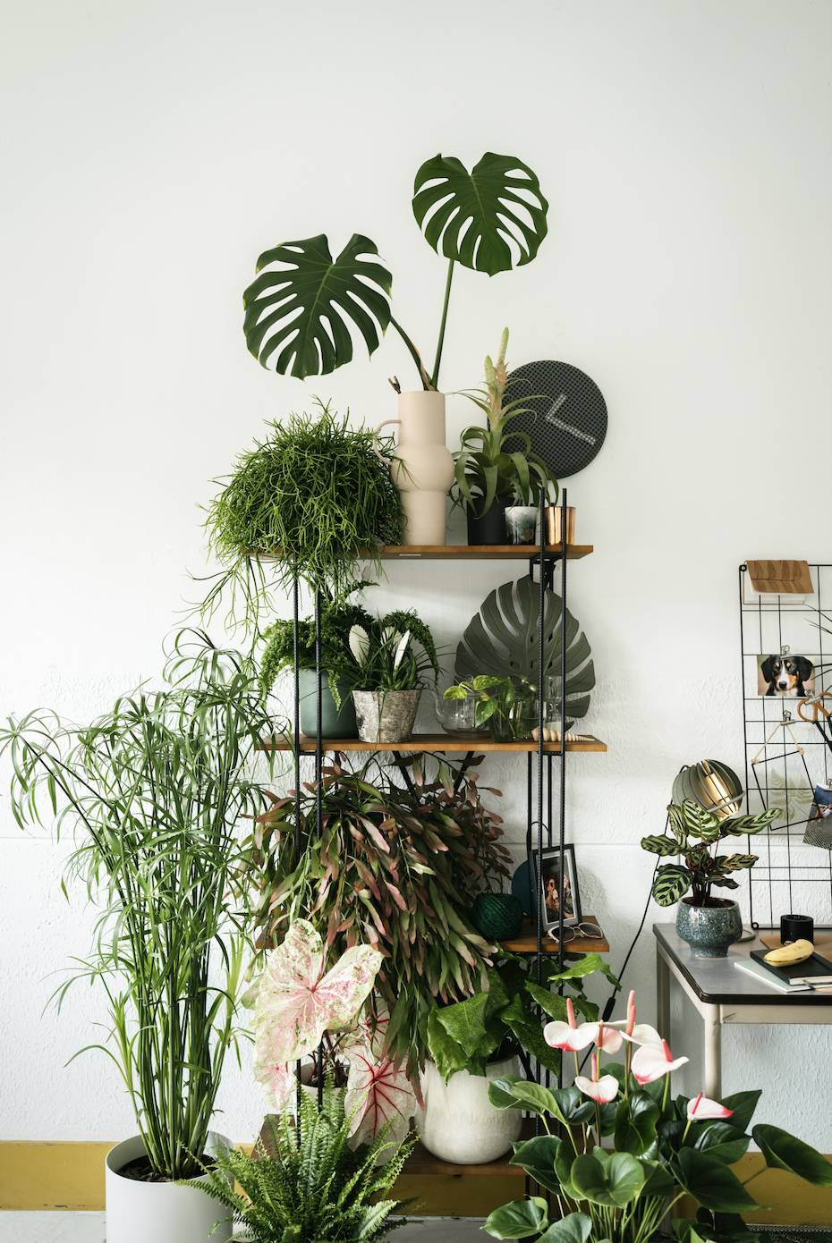 WHF_PLANTS_HomeOffice_3579