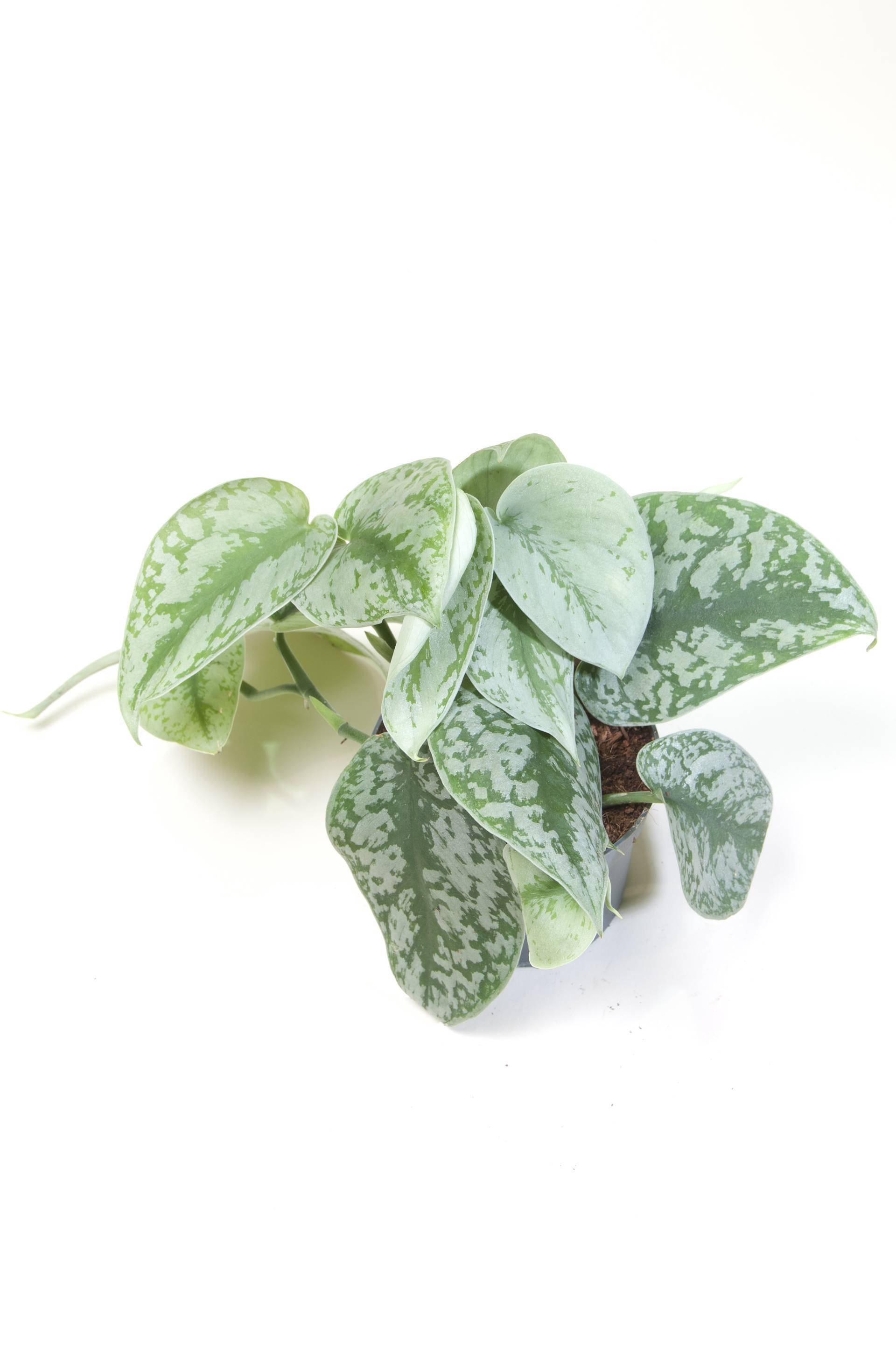 Scindapsus_pictus_Trebi-2.width-1920