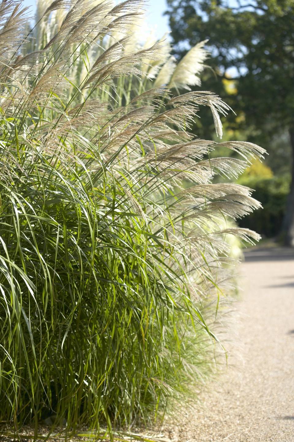 Silvergrass Thejoyofplants.co.uk - 573f8d94-1314-4fcb-b3c1-f542b0a724af