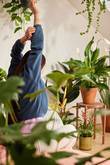 Spathiphyllum_ambiance apaisée