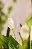 Spathiphyllum_fleur de lune