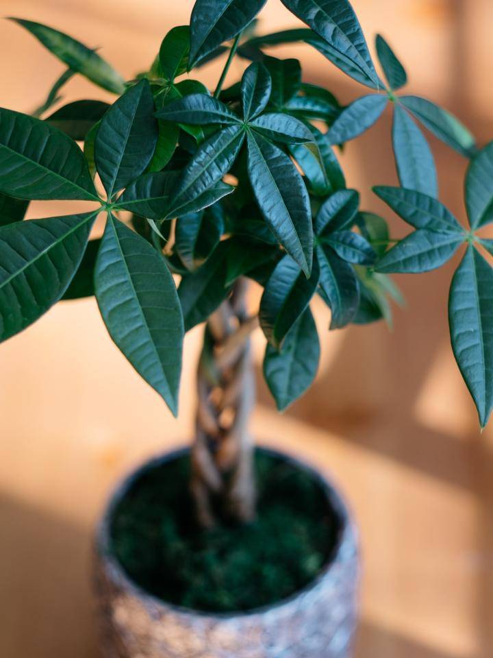 Stocksy_txp41e26a90zD2400_Medium_618218