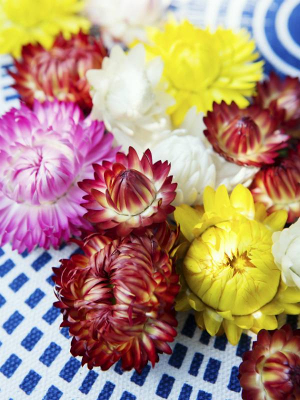 strobloemen in verschillende kleuren