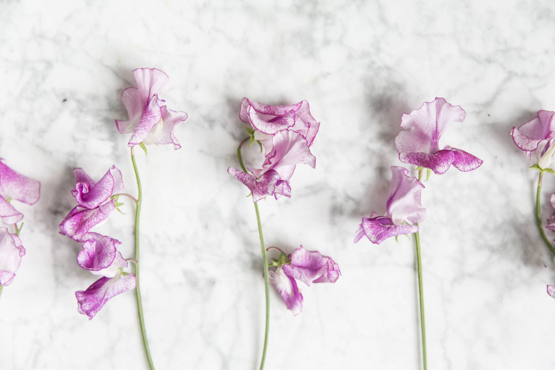 Sweet pea 2