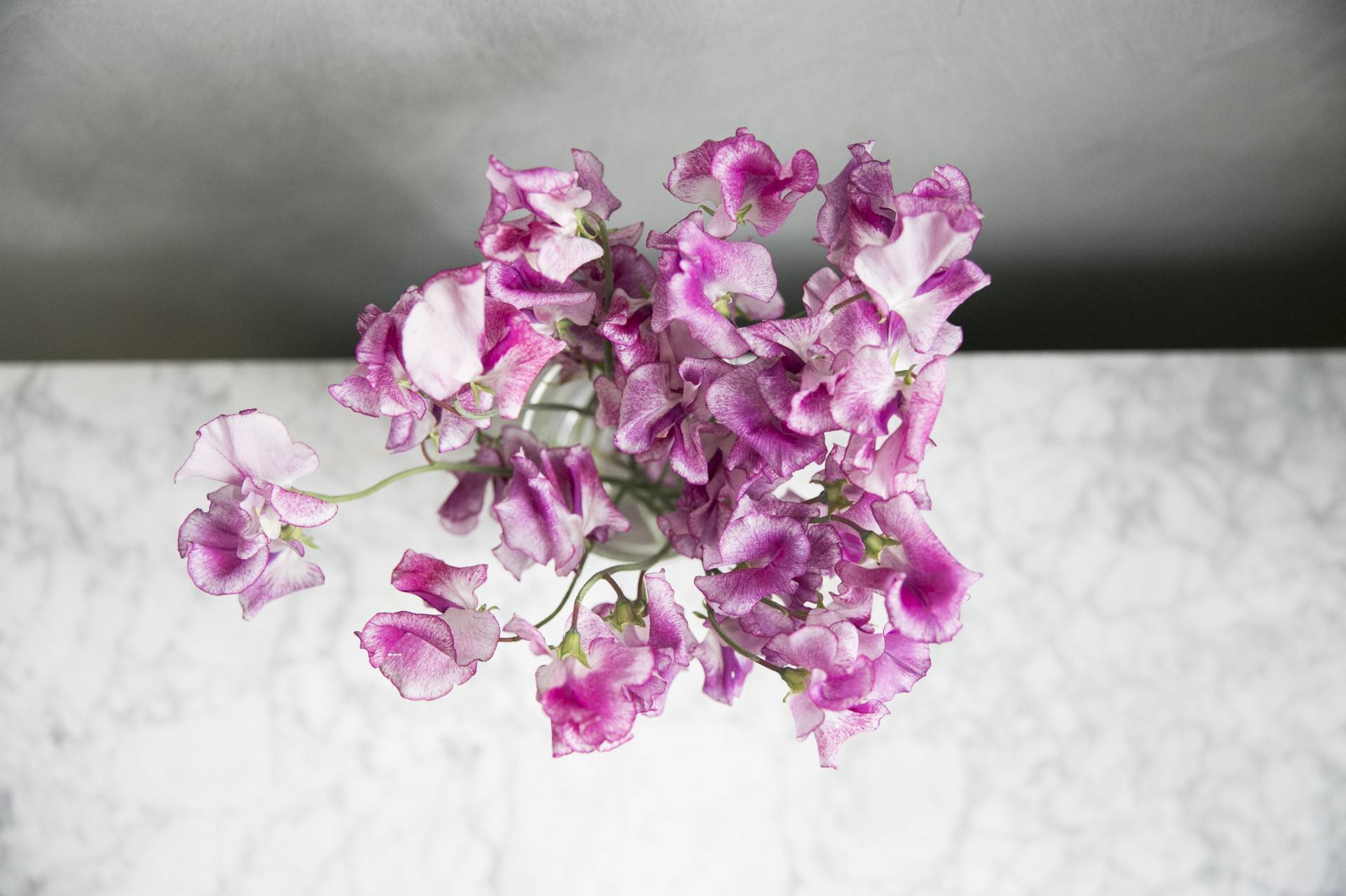 Sweet pea 4