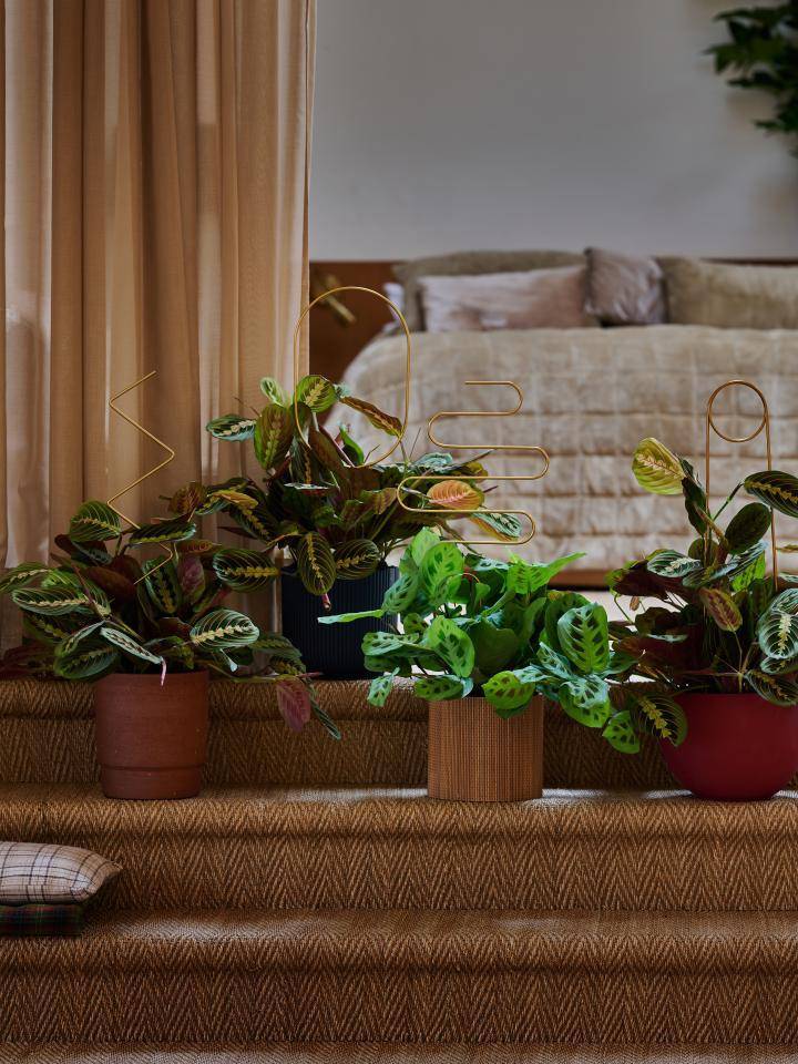 maranta, prayerplant gebedsplant