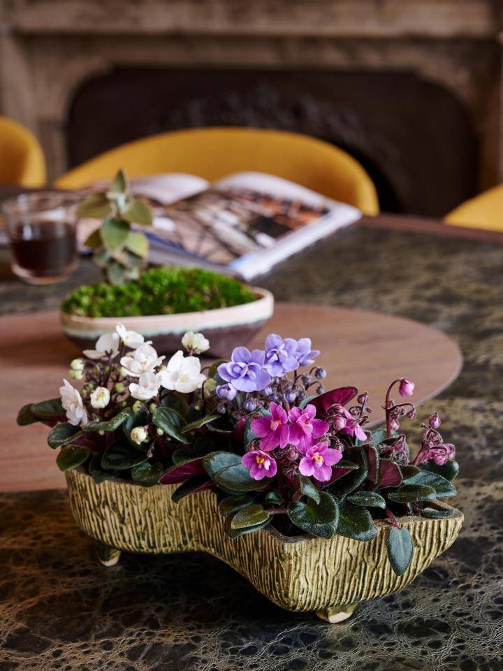 TC-AW22_PV_TS_Houseplants_Saintpaulia_3_3_MED