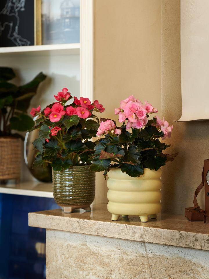 TC-AW22_PV_TS_Houseplants_begonia elatior_1_3_MED